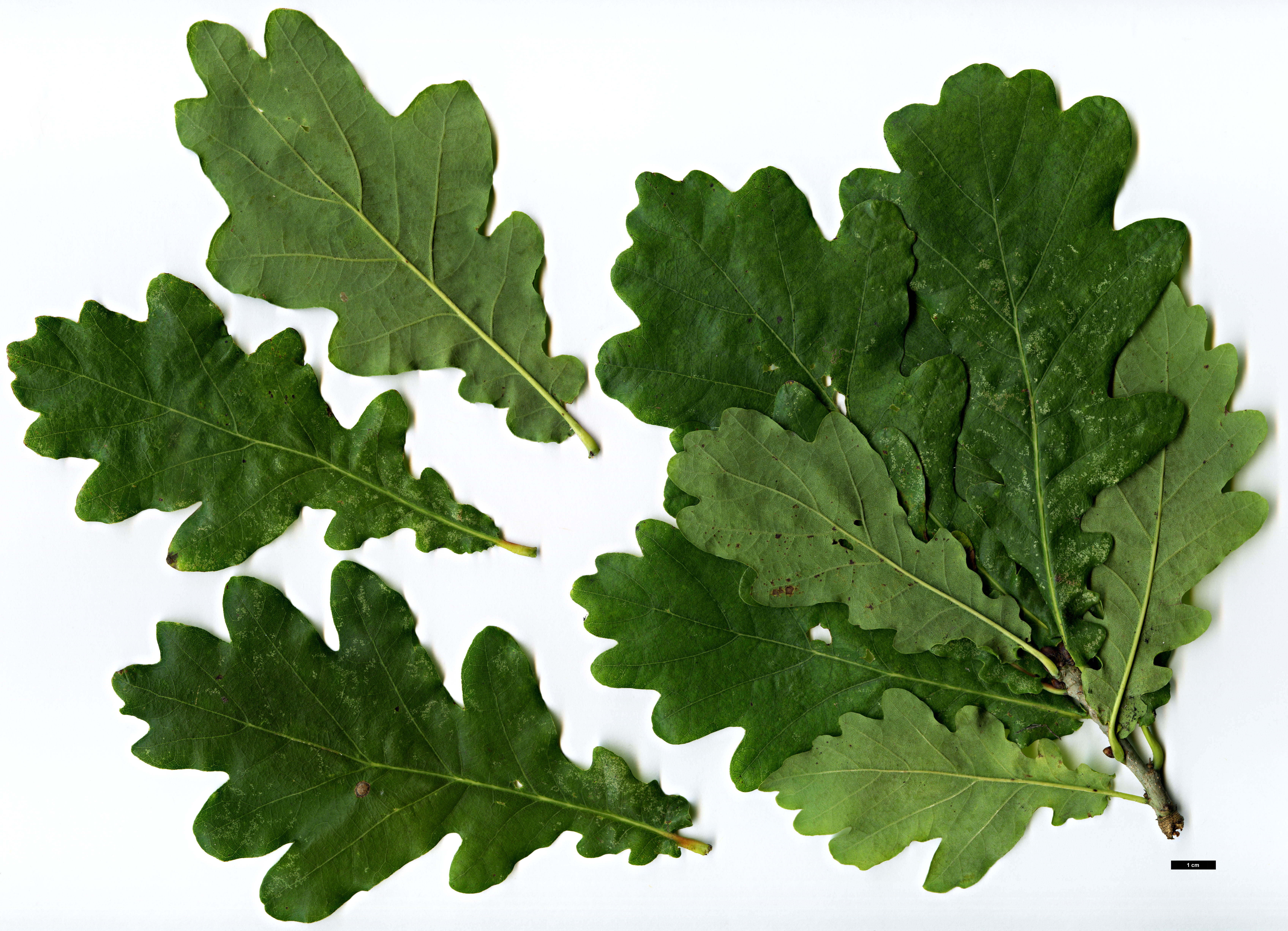 High resolution image: Family: Fagaceae - Genus: Quercus - Taxon: robur - SpeciesSub: Fastigiata Group 'Hungaria'